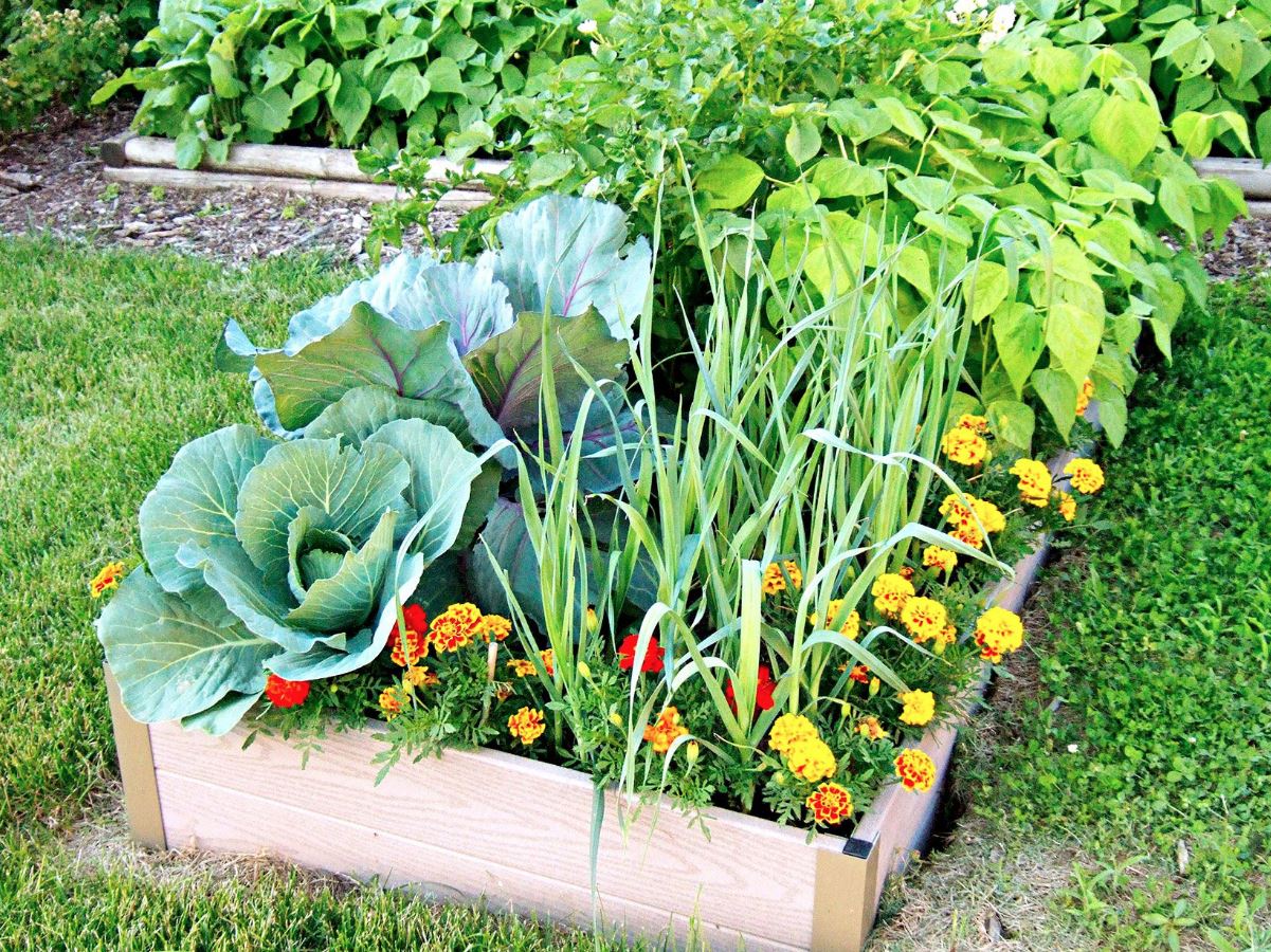 Vegetable Garden Finds Its Rhythm