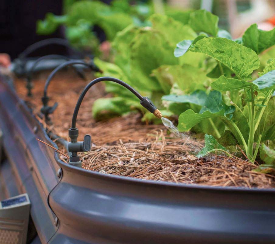 The Garden That Listens to Its Irrigation Song