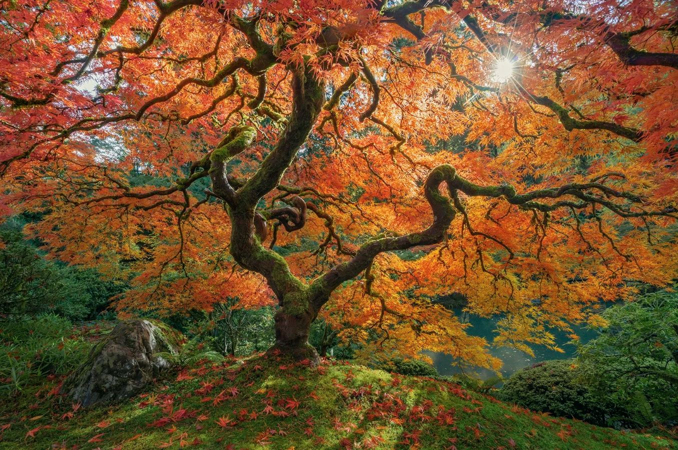 The Gentle Practice of Keeping Trees Alive and Strong