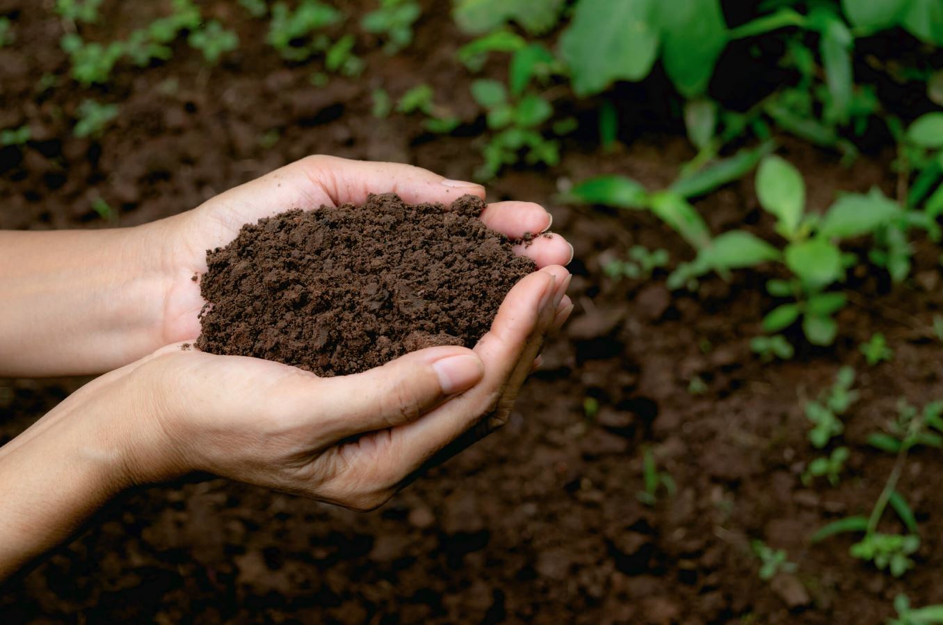 The Heart Beneath the Garden