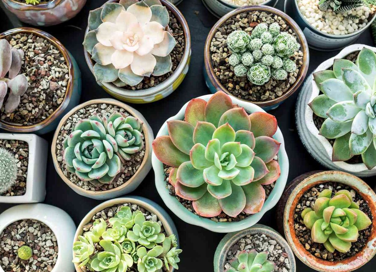 When Home Becomes a Forest